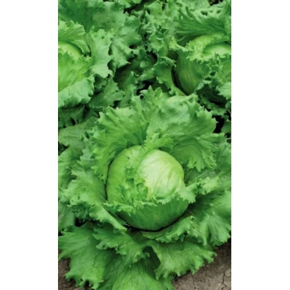 Салат Губернатор на гряде