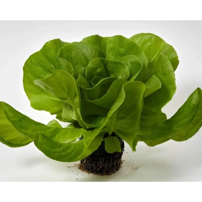 Салат ІКЕБАНА