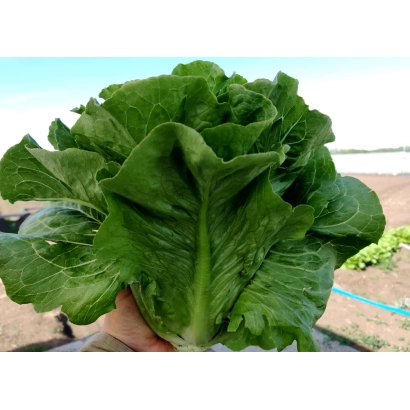 Свежий салат ИРБИД в руке на фоне поля