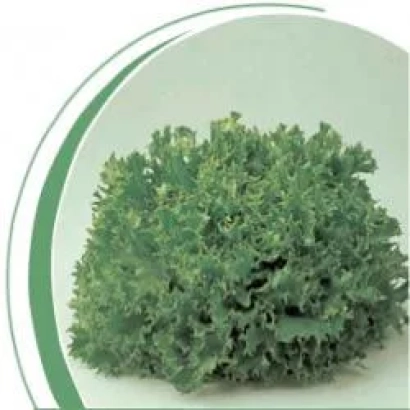 Салат Канкан — свежий кудрявый лист салата на белом фоне