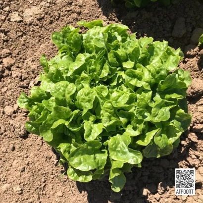 Салат Каравел на грядке