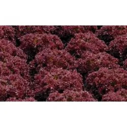 Поле с красной салатной культурой Кармези РЦ