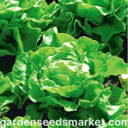 Салат Кассини на грядке