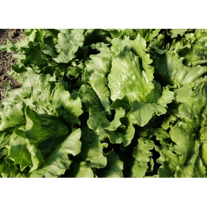 Салат Казбек на грядке