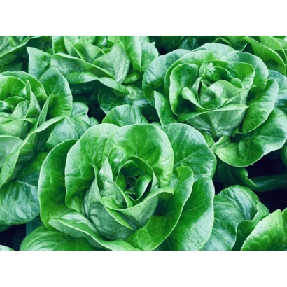 Свежие листья салата Кейси