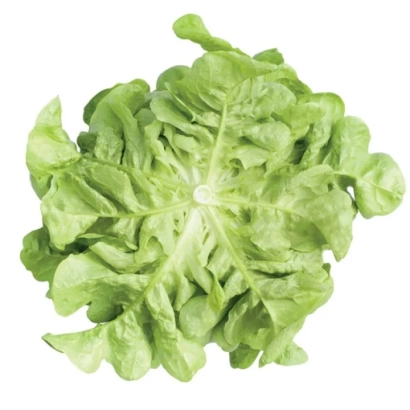 Салат Китония — свежий листовой салат на белом фоне