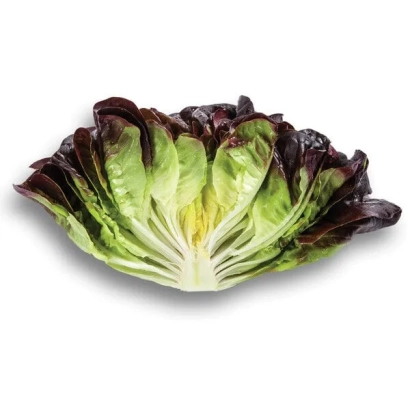 Klee lettuce, fresh leafy lettuce with dark green and purple leaves on a white background