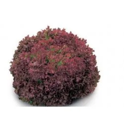 Салат Констанц РЦ | Constance RZ