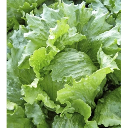 Салат Константа на фоне поля