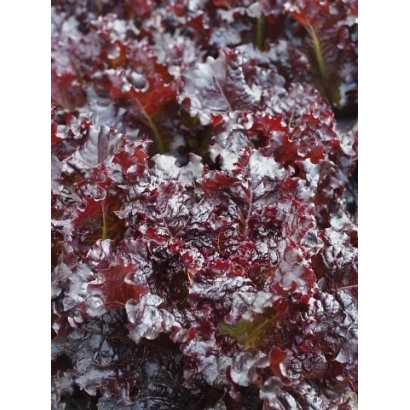 Салат Краснolistный летний - КРАСНОЛИСТНЫЙ ЛЕТНИЙ