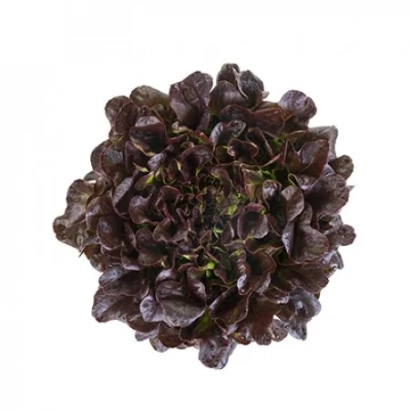 Салат КСЕМ | KSEM