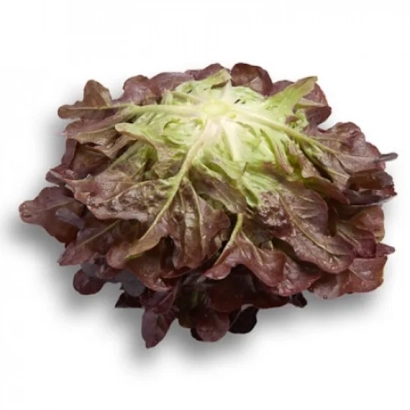 Салат КСЕРАФИН на белом фоне