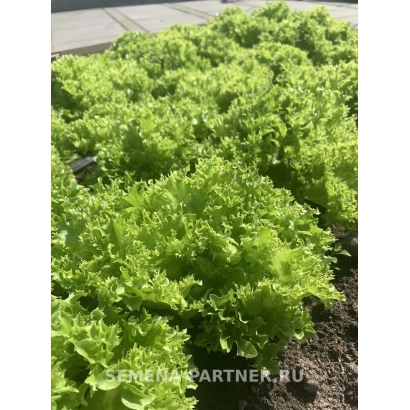 Салат Кучерявець Партнер на грядці
