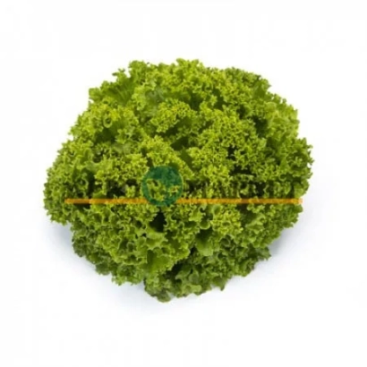 Lettuce Landau on white background