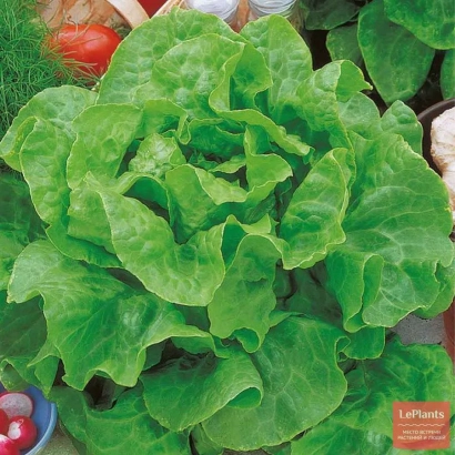 Салат Ларанд на фоне зелени и овощей