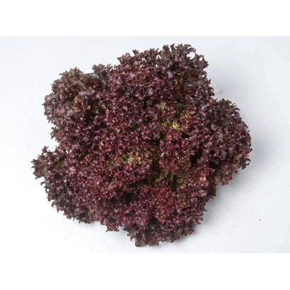 LEA | Lea lettuce, dark purple leaf lettuce on white background