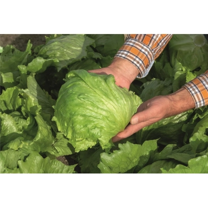 Руки держат свежую головку салата Леонис на фоне грядки.