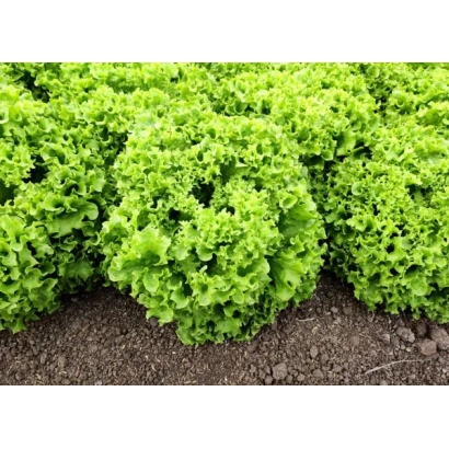 LEVANT lettuce in field