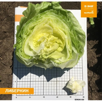 Салат ЛИБЕРКИН на сетке с кусочком рядом