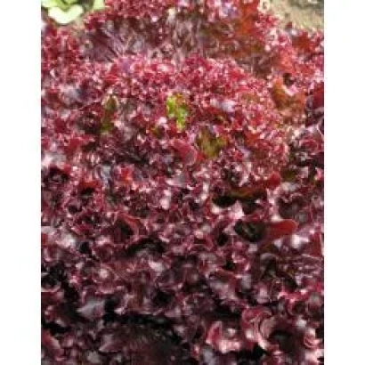 Салат Люберон, красные листья