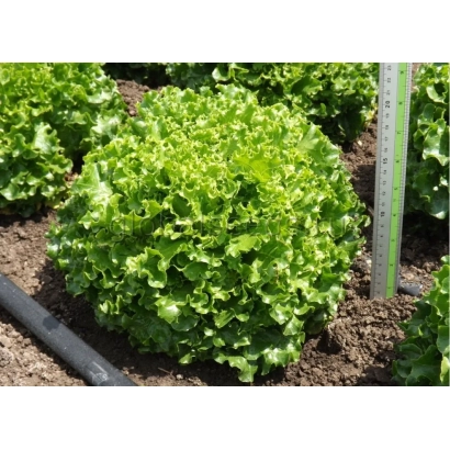 Салат МАГРИБ в поле роста