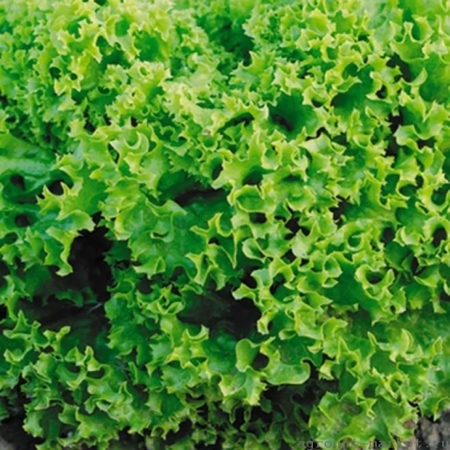 Салат Марадона на фоне поля