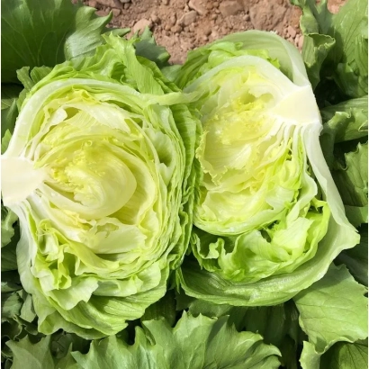 Свежий салат МЕЛОСА, нарезанный на две части, с видимыми листьями и текстурой.