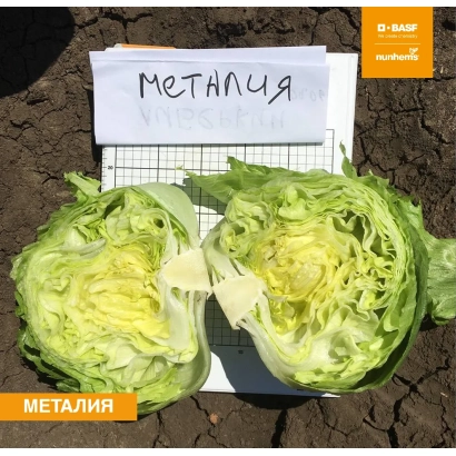 Розрізаний салат МЕТАЛІЯ на землі з підписом МЕТАЛІЯ