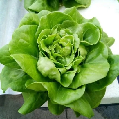 Салат Модесто