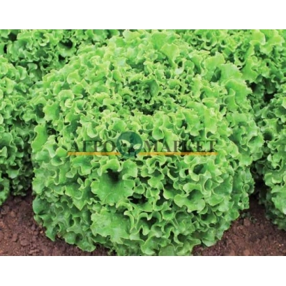 Салат Наварон на гряде