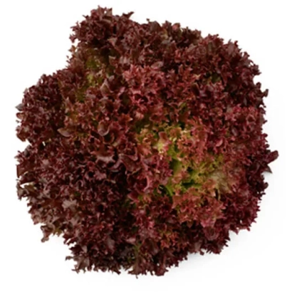 Салат Николай, свежий листовой салат темно-красного цвета