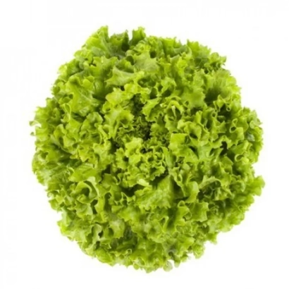 Othilie lettuce on white background