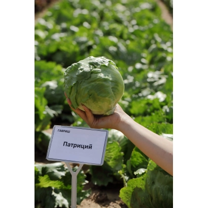 Салат Патриций на грядке с рук