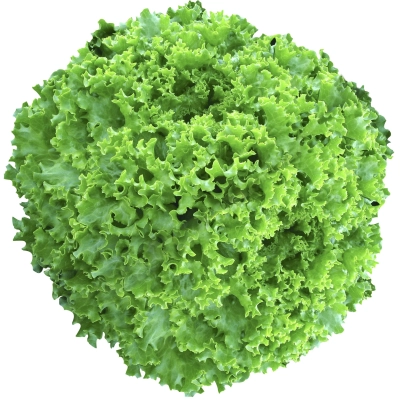 PEPON lettuce