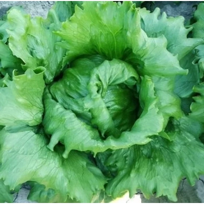 Свежий зеленый салат на земле - ПРОТЕКЦИОНИСТ