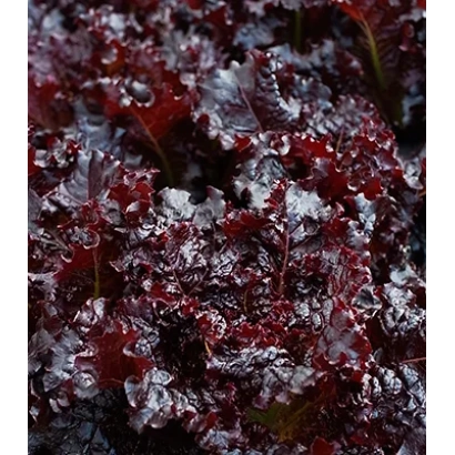 Салат ПУРПУР | PURPURE на фоне