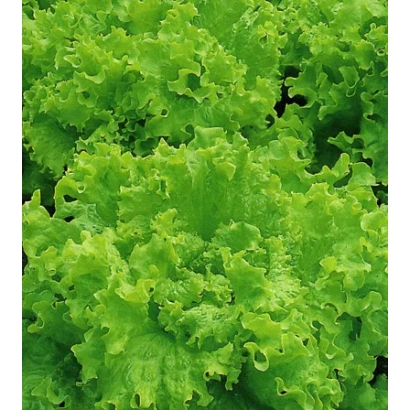 Салат Рапсодия на фоне зелени