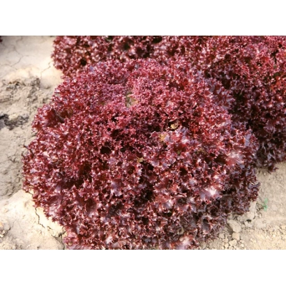 Красная листовая салат на земле - РАСТА