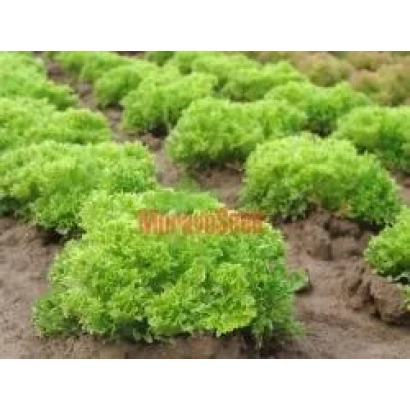 Салат Рекорд в поле роста