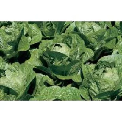 Remus RZ lettuce in field