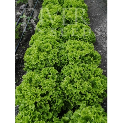 Салат Риччини на грядке