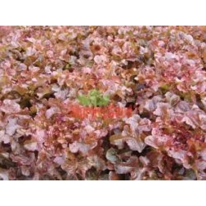 Салат Робин на гряде