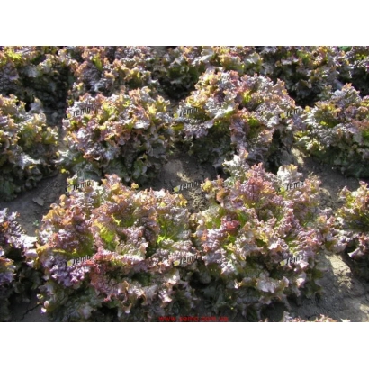 Ростки салата на поле без видимого названия - Роден