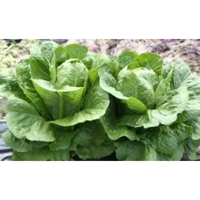 Салат Роджер | Roger на грядке