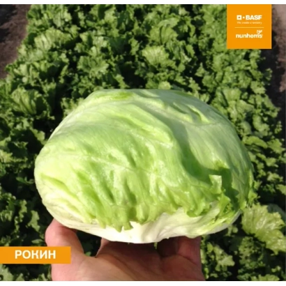 Салат РОКИН в руке на фоне грядки