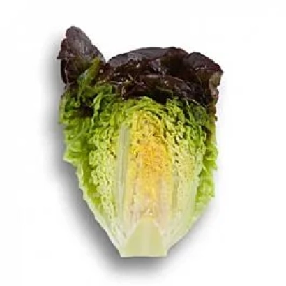 Rosaine lettuce on white background