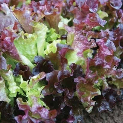 Салат РОСАЛО | ROSALE