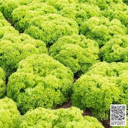 Поле салата Ротор