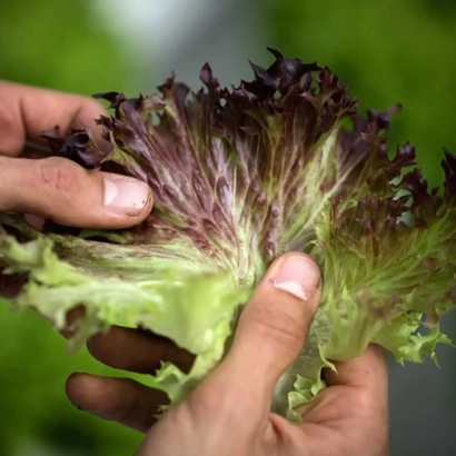 Лист салата Розалин, держимый в руках