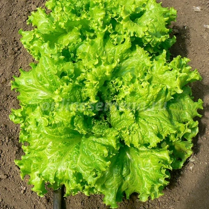 Rusich lettuce growing in soil